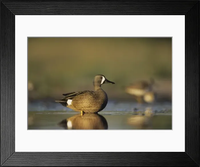 Framed Print : Blue-winged Teal, Anas discors, male feeding, Willacy County, Rio Grande Valley, Texas