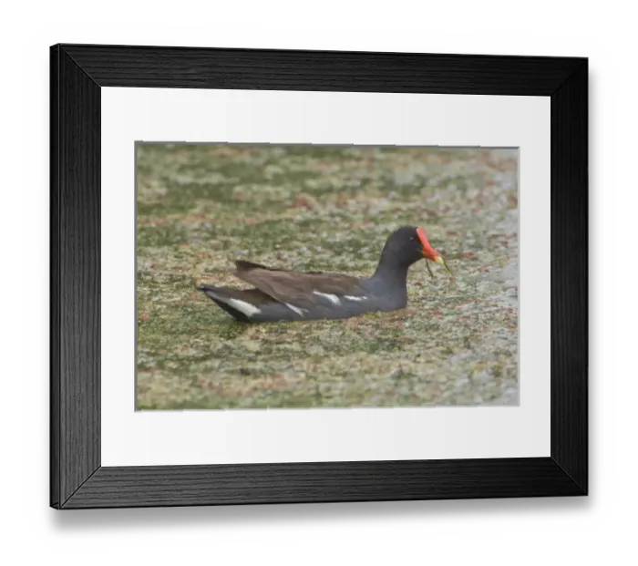 Framed Print : Nature, Fauna Framed Print : Nature, Fauna