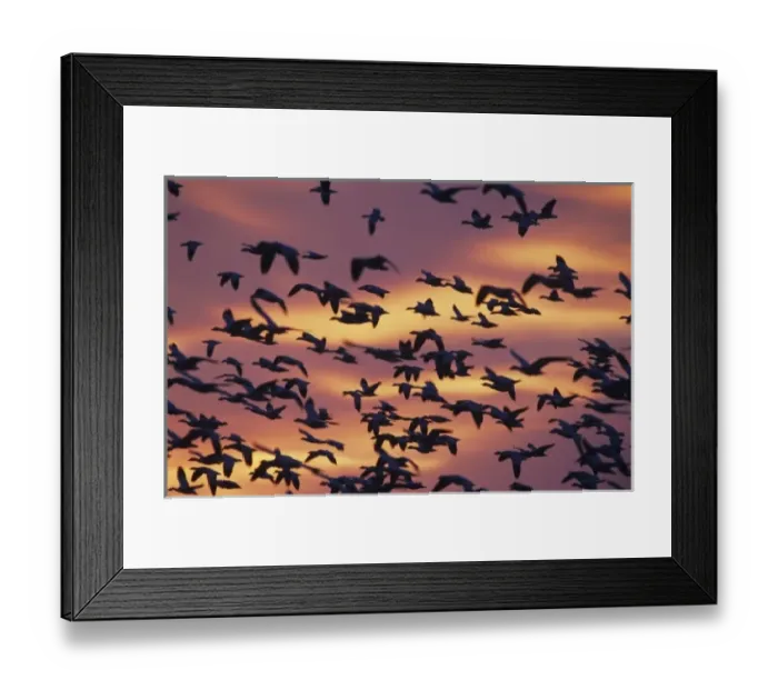Framed Print : Snow Goose, Chen caerulescens, flock in flight at sunrise, Bosque del Apache National Framed Print : Snow Goose, Chen caerulescens, flock in flight at sunrise, Bosque del Apache National