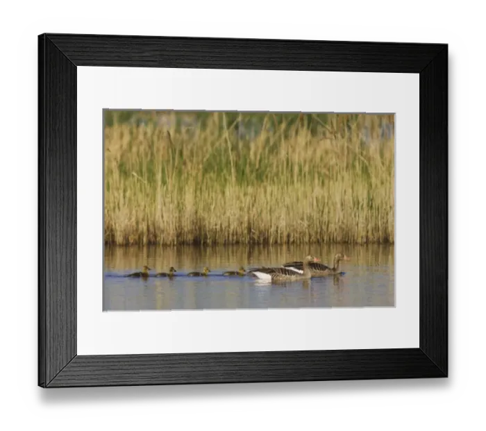 Framed Print : Nature, Fauna Framed Print : Nature, Fauna
