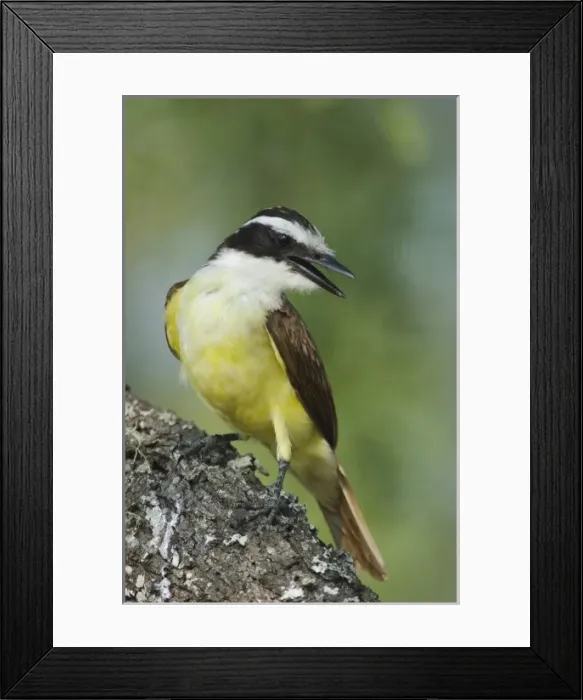 Framed Print : Great Kiskadee, Pitangus sulphuratus, adult, Willacy County, Rio Grande Valley, Texas Framed Print : Great Kiskadee, Pitangus sulphuratus, adult, Willacy County, Rio Grande Valley, Texas