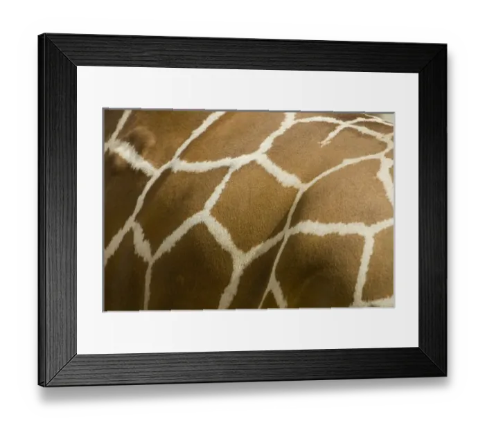 Framed Print : Nature, Fauna Framed Print : Nature, Fauna