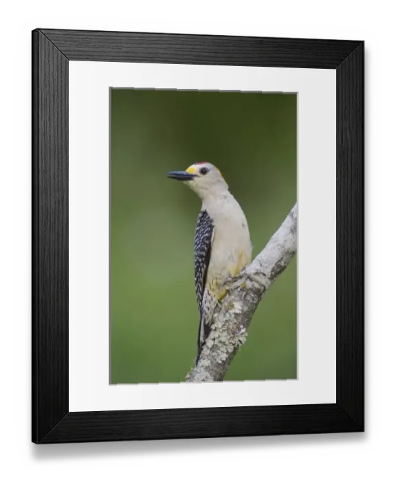 Framed Print : Golden-fronted Woodpecker, Melanerpes aurifrons, male, Willacy County, Rio Grande Valley