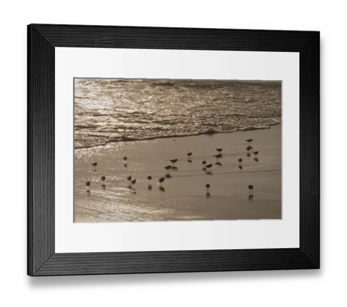 Framed Print : Shorebirds (sanderlings) at edge of Pacific Ocean, Crystal Cove State Park, California