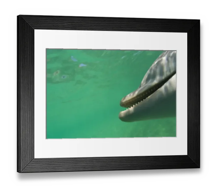 Framed Print : Bottlenose Dolphins (Tursiops truncatus) Carribean Sea near Roatan, Honduras (RF)