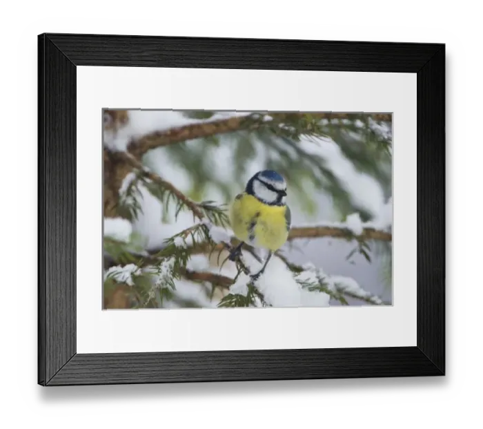Framed Print : Nature, Fauna Framed Print : Nature, Fauna