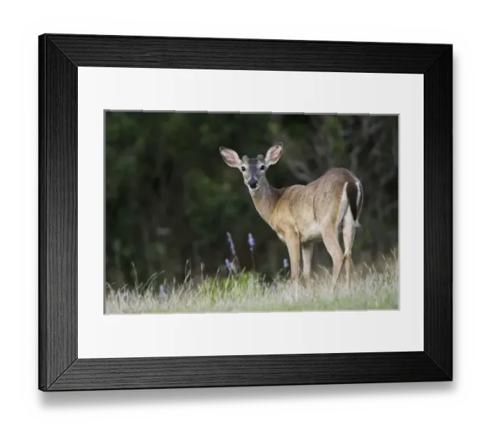 Framed Print : White-tailed Deer, Odocoileus virginianus, young buck, Uvalde County, Hill Country Framed Print : White-tailed Deer, Odocoileus virginianus, young buck, Uvalde County, Hill Country