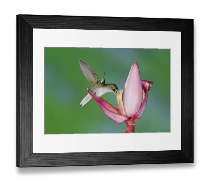 Framed Print : Black-bellied Hummingbird, Eupherusa nigriventris, female feeding on Ornamental Banana plant flower