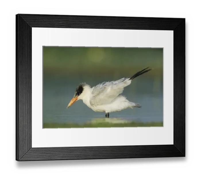 Framed Print : Caspian Tern, Sterna caspia, immature preening, Welder Wildlife Refuge, Sinton, Texas Framed Print : Caspian Tern, Sterna caspia, immature preening, Welder Wildlife Refuge, Sinton, Texas