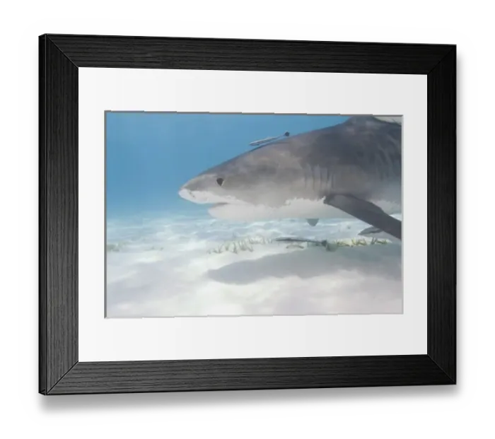 Framed Print : Tiger Sharks (Galeocerdo cuvier) Northern Bahamas (RF) Framed Print : Tiger Sharks (Galeocerdo cuvier) Northern Bahamas (RF)