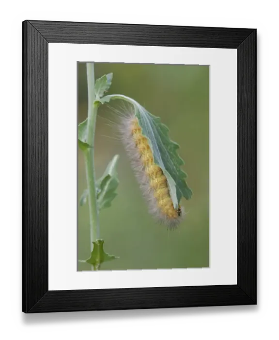 Framed Print : Tiger Moth, Arctiidae, Caterpillar on Golden Crownbeard (Verbesina encelioides), Willacy County Framed Print : Tiger Moth, Arctiidae, Caterpillar on Golden Crownbeard (Verbesina encelioides), Willacy County