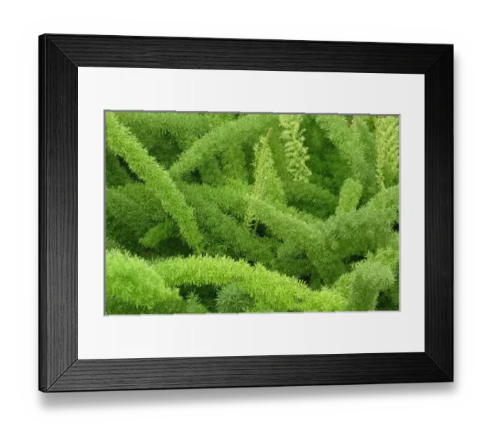 Framed Print : Foxtail Fern, Asparagus densiflorus myers Framed Print : Foxtail Fern, Asparagus densiflorus myers