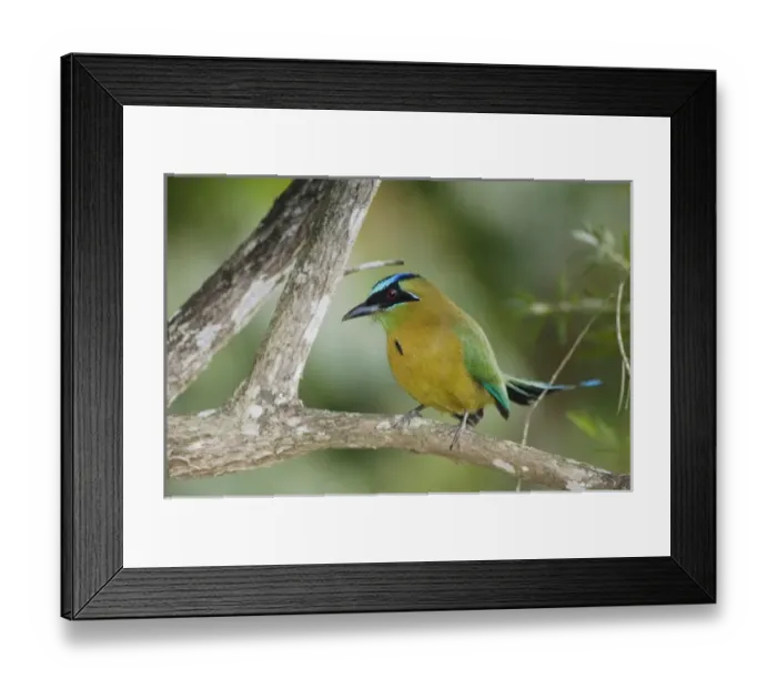 Framed Print : corrected cleaned Naturepl Framed Print : corrected cleaned Naturepl