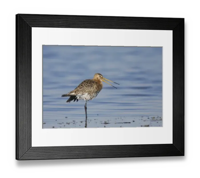 Framed Print : Black-tailed Godwit, Limosa limosa, adult in breeding plumage calling, National Park Lake Neusiedl