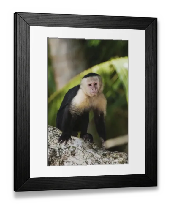 Framed Print : Nature, Fauna Framed Print : Nature, Fauna