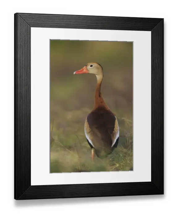 Framed Print : Black-bellied Whistling-Duck, Dendrocygna autumnalis, adult, Welder Wildlife Refuge Framed Print : Black-bellied Whistling-Duck, Dendrocygna autumnalis, adult, Welder Wildlife Refuge