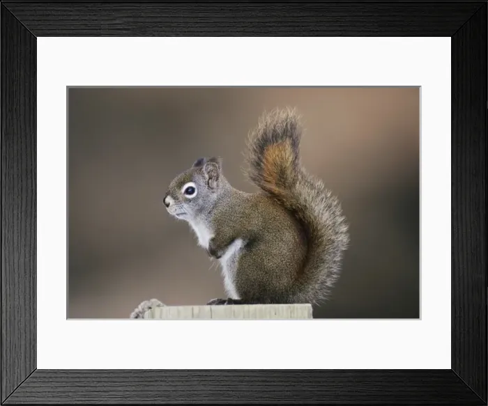 Framed Print : Red Squirrel, Pine Squirrel, Tamiasciurus hudsonicus, adult, Homer, Alaska, USA, March Framed Print : Red Squirrel, Pine Squirrel, Tamiasciurus hudsonicus, adult, Homer, Alaska, USA, March