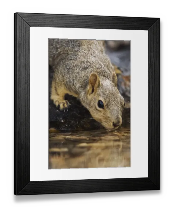 Framed Print : Nature, Fauna