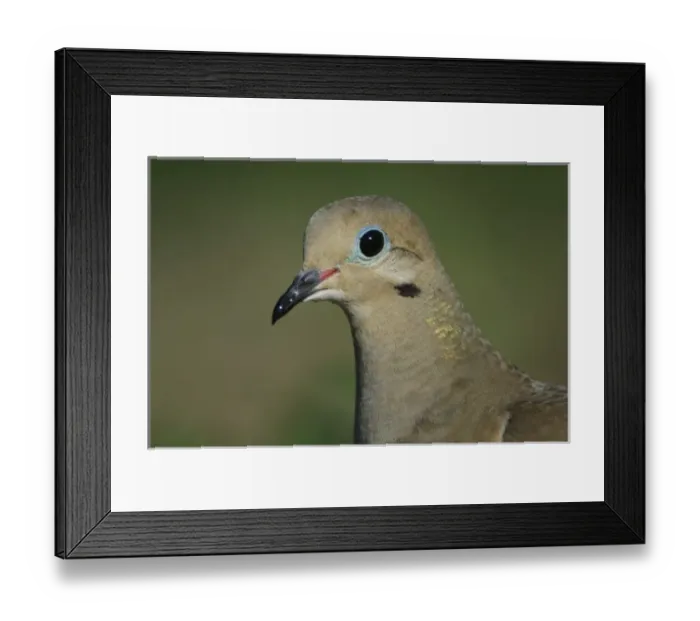 Framed Print : Nature, Fauna