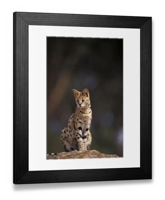 Framed Print : Africa, African Savannah. Serval (Felis serval), captive
