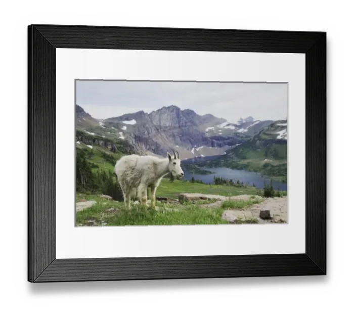 Framed Print : Mountain Goat, Oreamnos americanus, Juvenile shedding winter coat over Hidden Lake Framed Print : Mountain Goat, Oreamnos americanus, Juvenile shedding winter coat over Hidden Lake