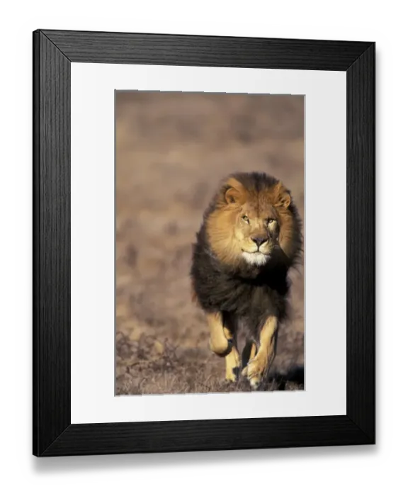 Framed Print : Nature, Fauna Framed Print : Nature, Fauna