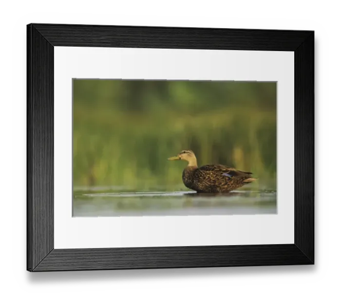 Framed Print : Nature, Fauna