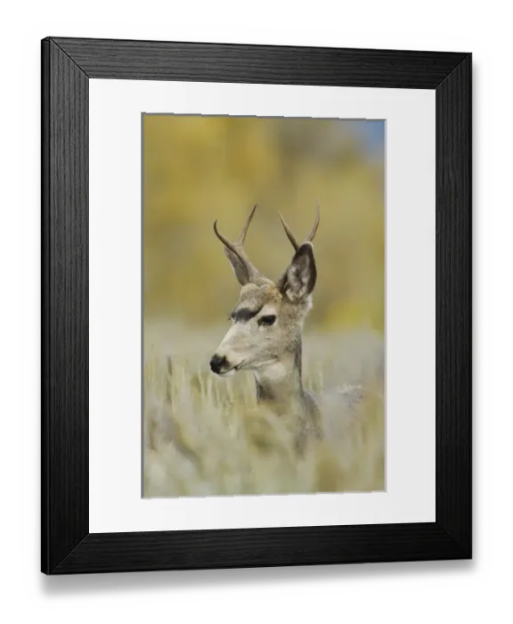 Framed Print : Nature, Fauna Framed Print : Nature, Fauna