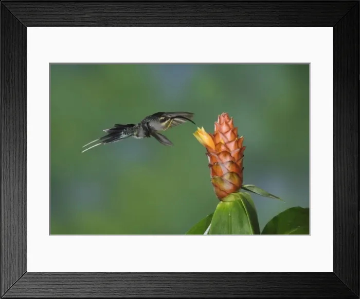 Framed Print : Green Hermit, Phaethornis guy, female in flight feeding on Spiral Ginger (Costus Pulverulentus)