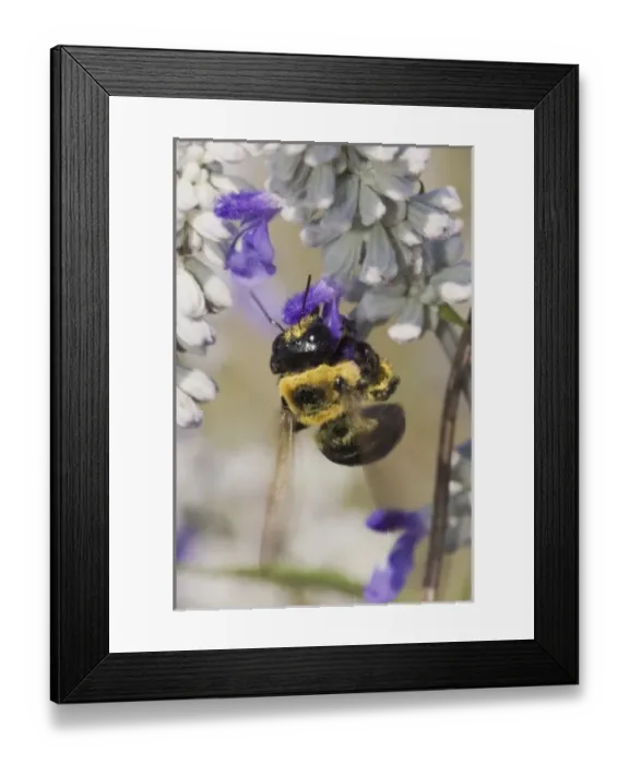 Framed Print : Carpenter Bee, Xylocopa virginica, feeding on Mealy sage (Salvia farinacea), Uvalde County Framed Print : Carpenter Bee, Xylocopa virginica, feeding on Mealy sage (Salvia farinacea), Uvalde County