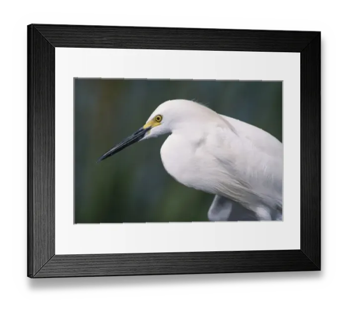 Framed Print : Snowy Egret, Egretta thula, adult, Lake Corpus Christi, Texas, USA, May Framed Print : Snowy Egret, Egretta thula, adult, Lake Corpus Christi, Texas, USA, May