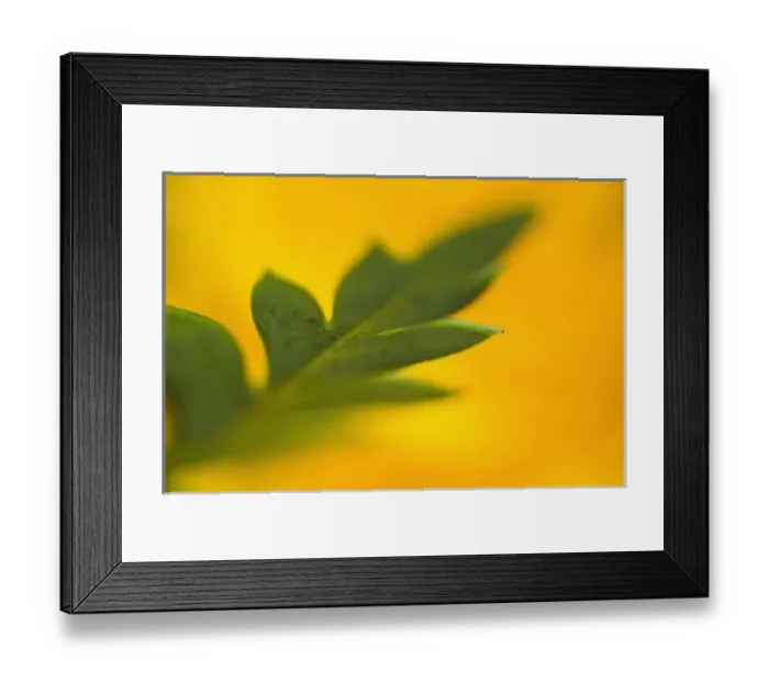 Framed Print : Nature, Flora