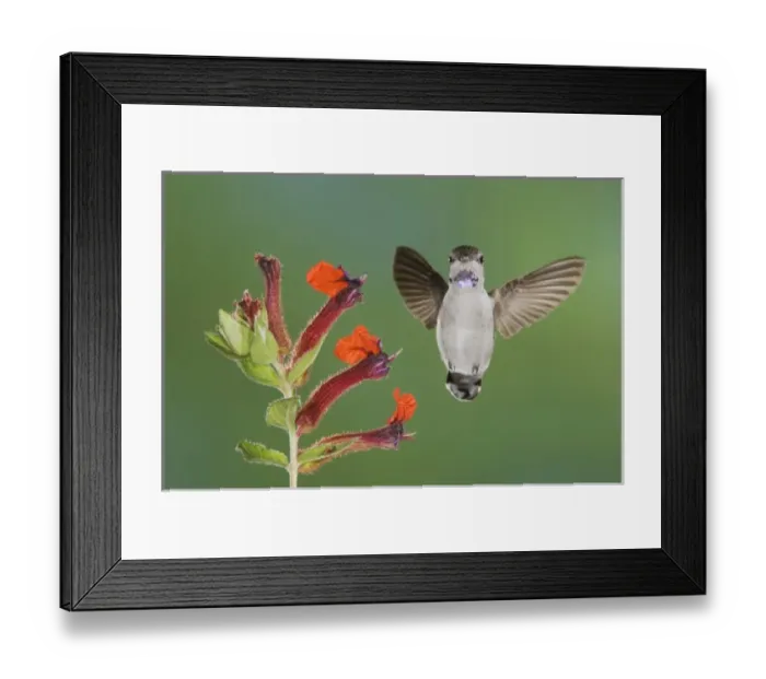 Framed Print : Costas Hummingbird, Calypte costae, young male in flight feeding on Flower, Tucson Framed Print : Costas Hummingbird, Calypte costae, young male in flight feeding on Flower, Tucson