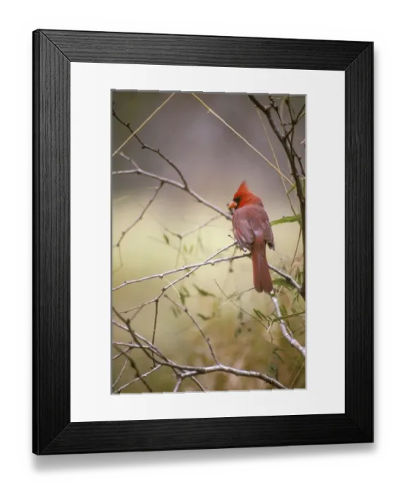 Framed Print : USA Texas, Gulf Coast. Northern Cardinal (Cardinalis cardinalis) Framed Print : USA Texas, Gulf Coast. Northern Cardinal (Cardinalis cardinalis)