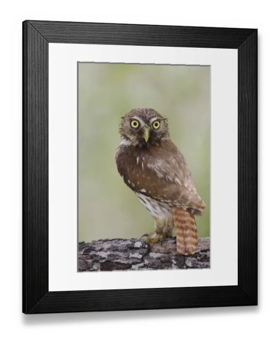 Framed Print : Nature, Fauna Framed Print : Nature, Fauna