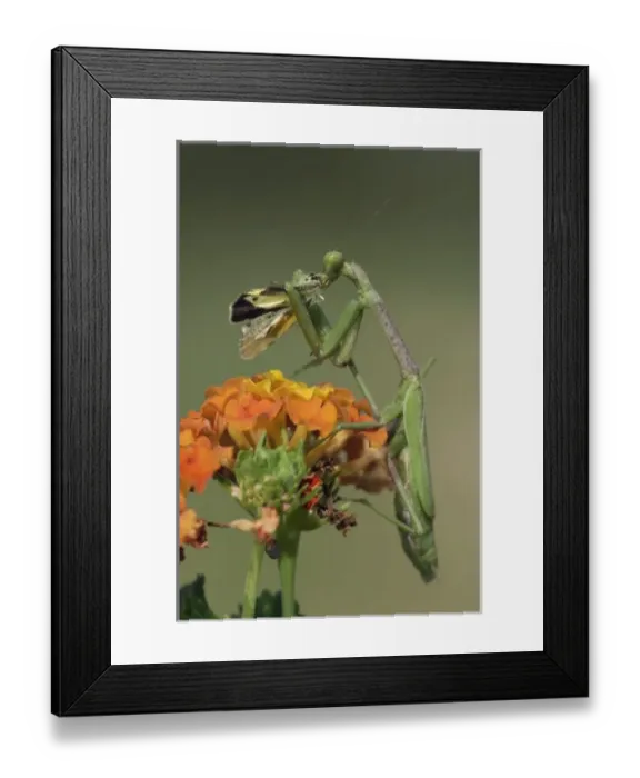 Framed Print : Nature, Fauna Framed Print : Nature, Fauna