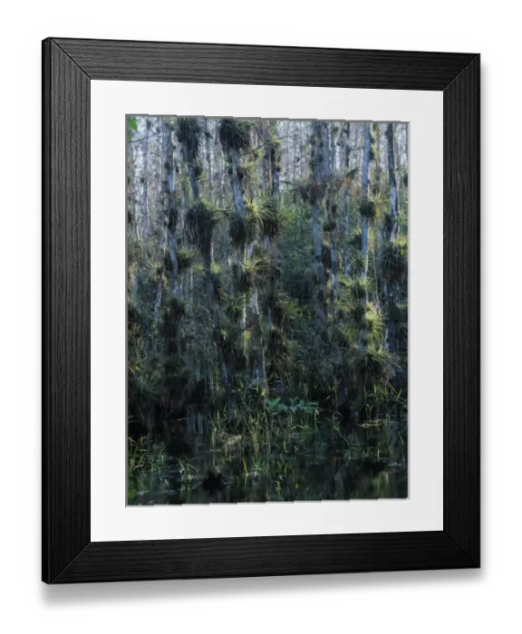 Framed Print : Cypress trees loaded with bromeliads, Big Cypress National Preserve, Florida, December Framed Print : Cypress trees loaded with bromeliads, Big Cypress National Preserve, Florida, December