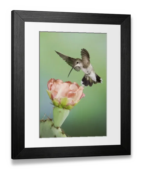 Framed Print : Nature, Fauna