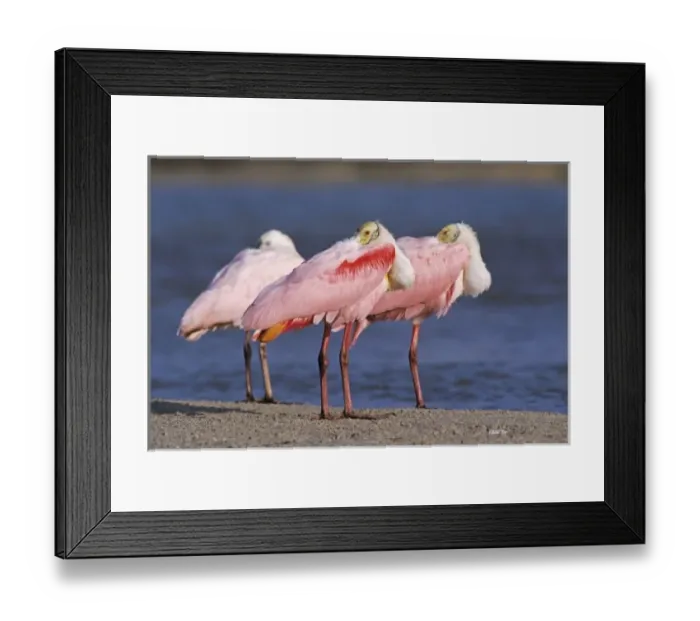 Framed Print : Roseate Spoonbill, Ajaia ajaja, adults resting, Sanibel Island, Florida, USA, Dezember Framed Print : Roseate Spoonbill, Ajaia ajaja, adults resting, Sanibel Island, Florida, USA, Dezember