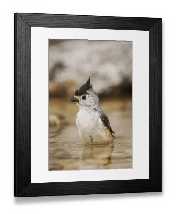 Framed Print : Nature, Fauna Framed Print : Nature, Fauna