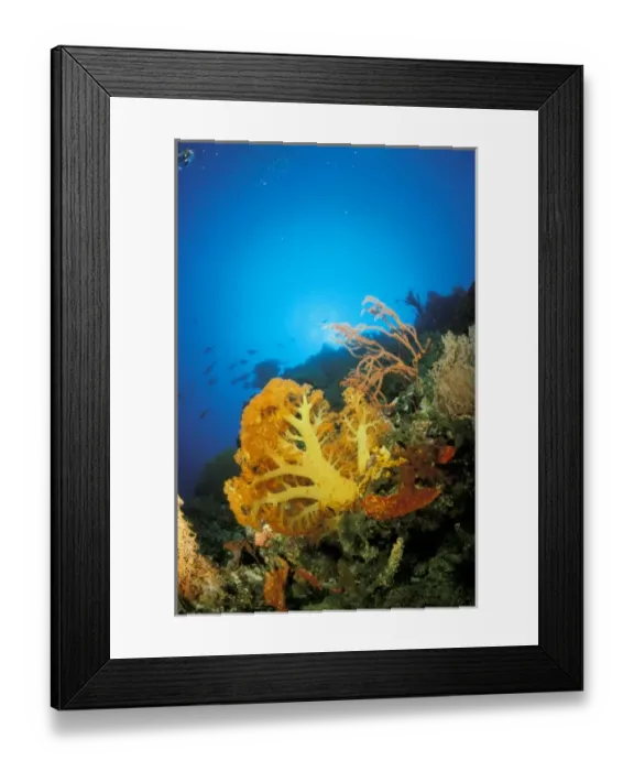 Framed Print : Marine life Framed Print : Marine life