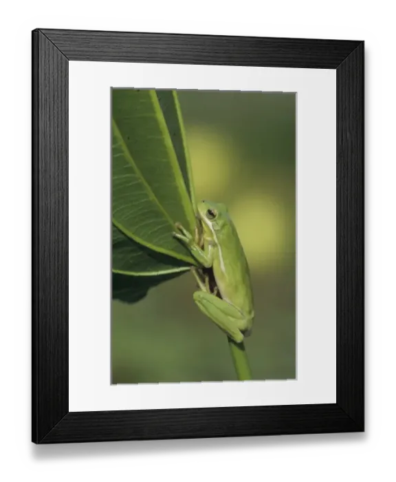 Framed Print : Nature, Fauna Framed Print : Nature, Fauna