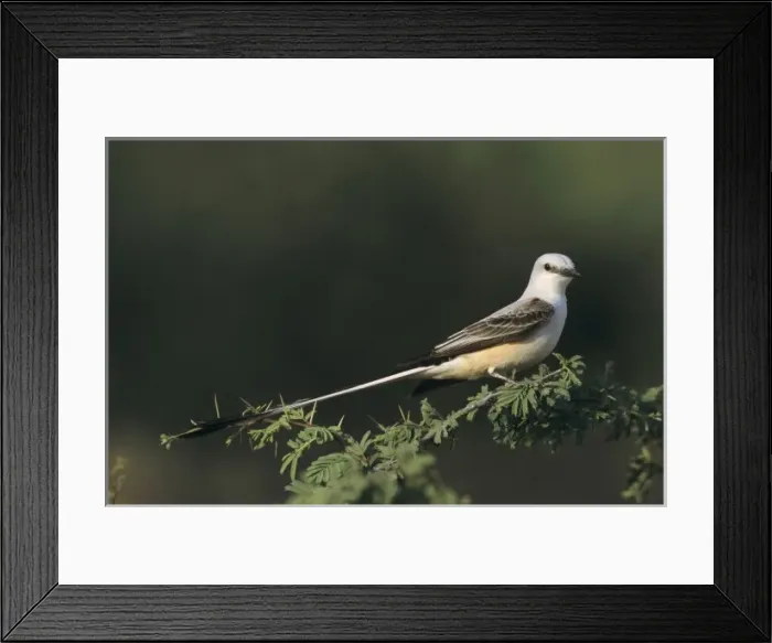 Framed Print : Scissor-tailed Flycatcher, Tyrannus forficatus, male, Starr County, Rio Grande Valley Framed Print : Scissor-tailed Flycatcher, Tyrannus forficatus, male, Starr County, Rio Grande Valley