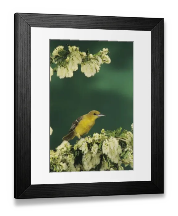 Framed Print : Hooded Oriole, Icterus cucullatus, female on blooming Texas Ebony (Pithecellobium flexicaule)