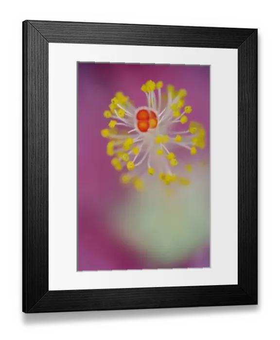 Framed Print : Close-up of Hibiscus flower stamen, Hibiscus rosasinensis Framed Print : Close-up of Hibiscus flower stamen, Hibiscus rosasinensis