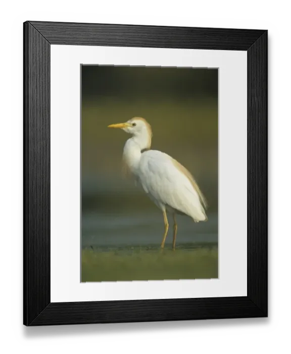 Framed Print : Cattle Egret, Bubulcus ibis, adult breeding plumage, Welder Wildlife Refuge, Sinton Framed Print : Cattle Egret, Bubulcus ibis, adult breeding plumage, Welder Wildlife Refuge, Sinton