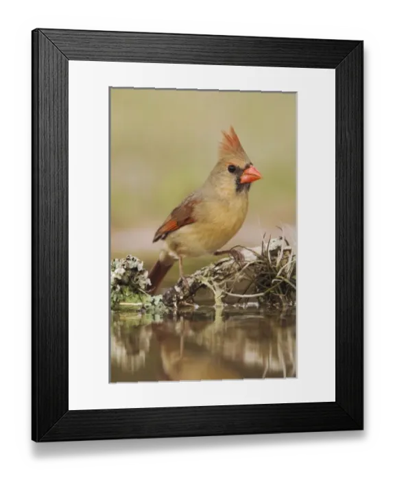 Framed Print : Nature, Fauna Framed Print : Nature, Fauna