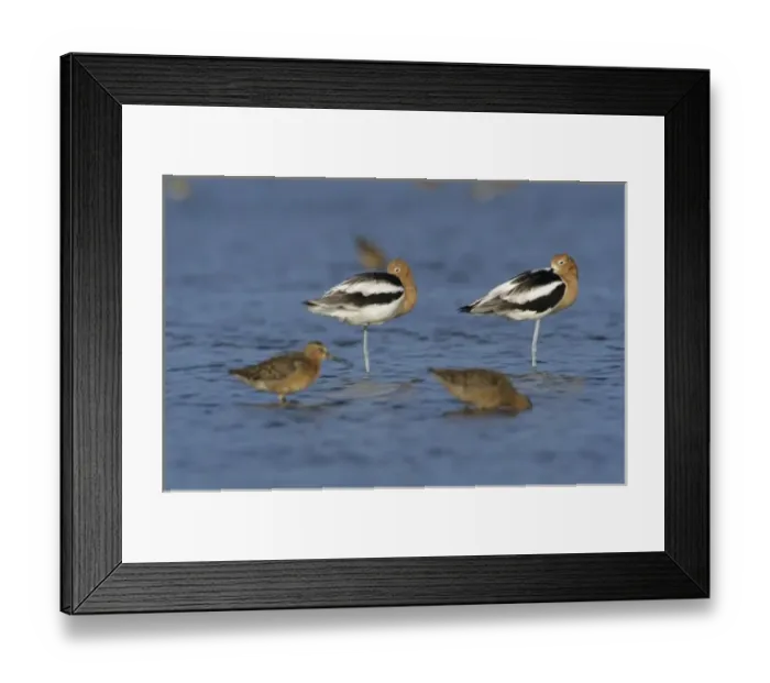 Framed Print : American Avocet, Recurvirostra americana, adults resting breeding plumage, Bolivar Flats Framed Print : American Avocet, Recurvirostra americana, adults resting breeding plumage, Bolivar Flats