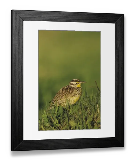Framed Print : Nature, Fauna Framed Print : Nature, Fauna