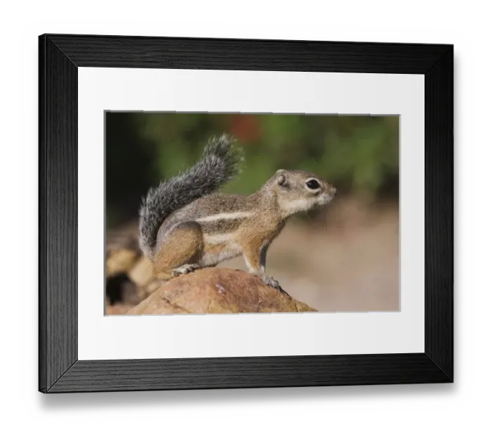 Framed Print : Nature, Fauna Framed Print : Nature, Fauna